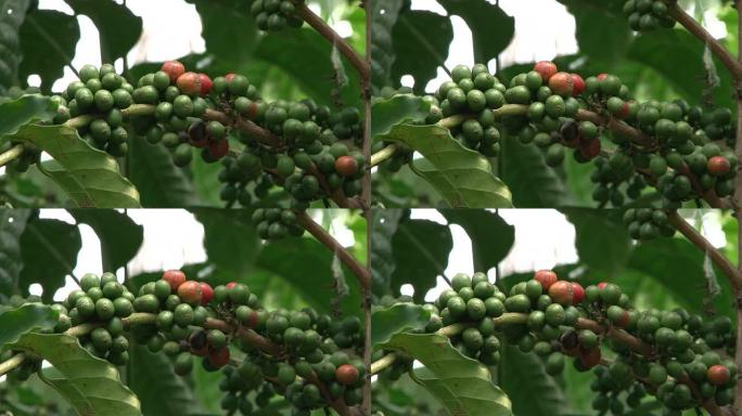 巴西咖啡种植园的公平贸易咖啡豆