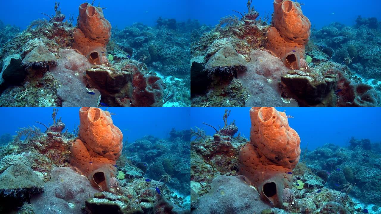 珊瑚礁上的棕色管状海绵