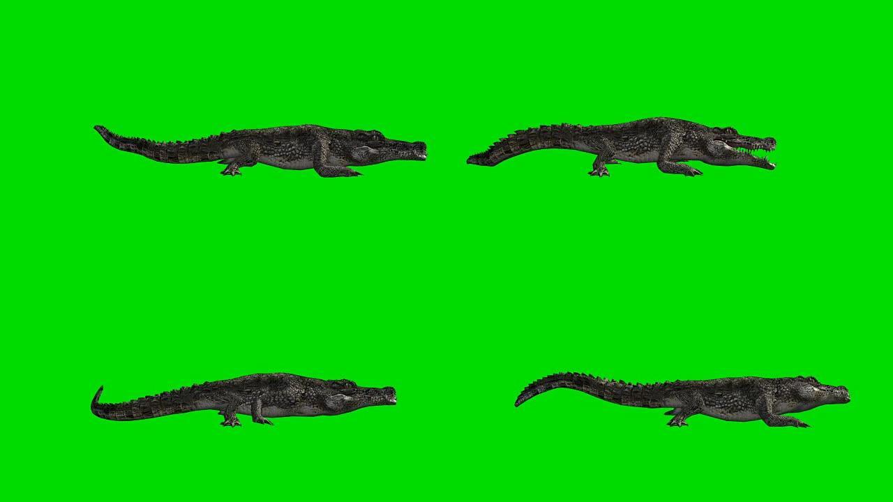 鳄鱼攻击绿屏 (可循环)