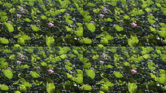 荷花开粉红色，绿叶在水上。