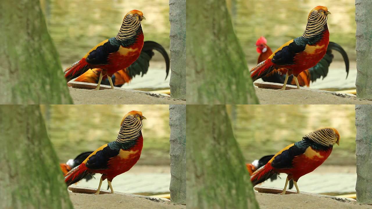 高清：红鹦鹉