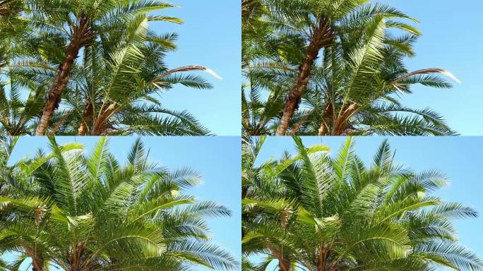 4k棕榈树的两个视频