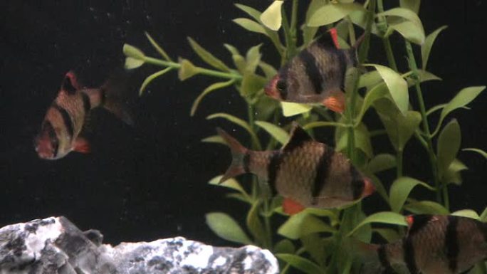 鱼，老虎Barb，Puntius tetrazona高清视频