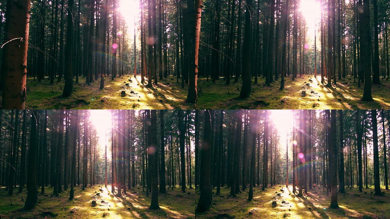 阳光照进针叶林盘辉光唯美森林