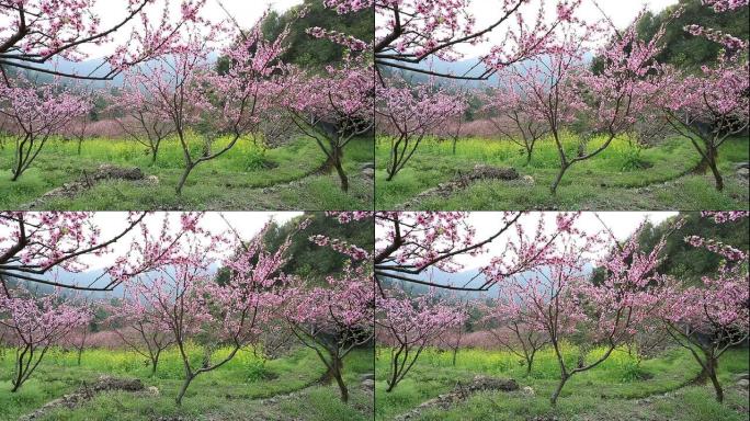 粉色花朵树