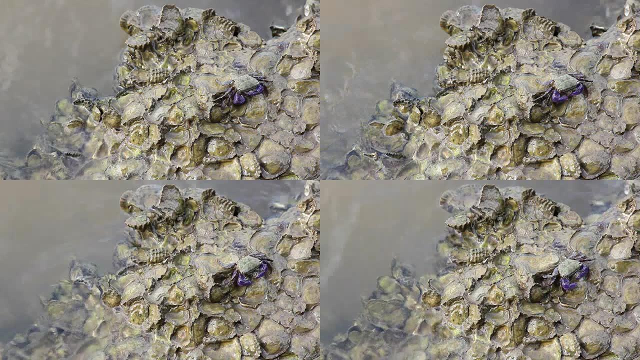 螃蟹在牡蛎上寻找食物
