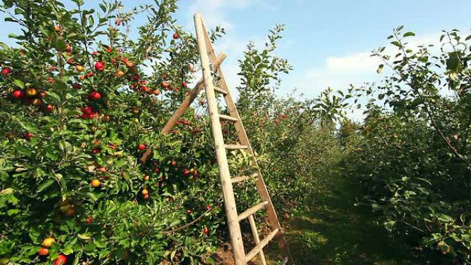 苹果树梯子苹果树梯子