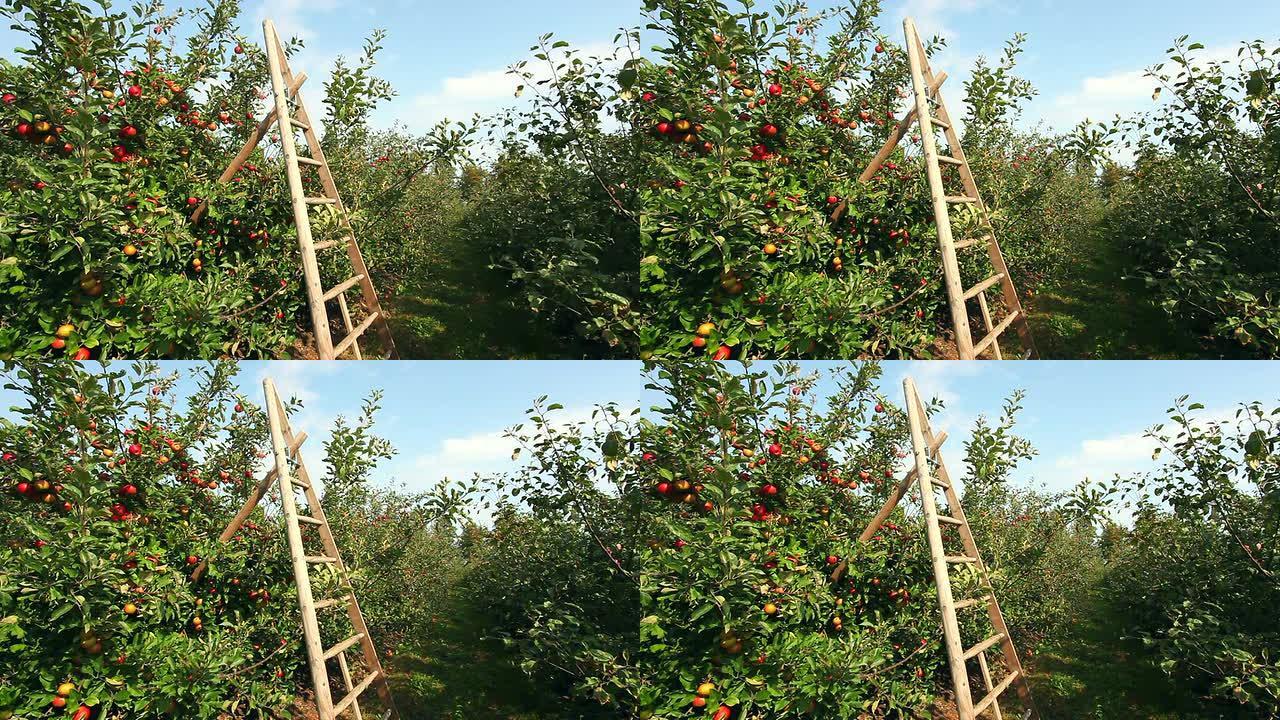 苹果树梯子苹果树梯子