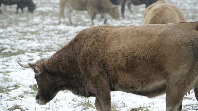 雪地里的牛叫声老黄牛放牧吃草气候环境