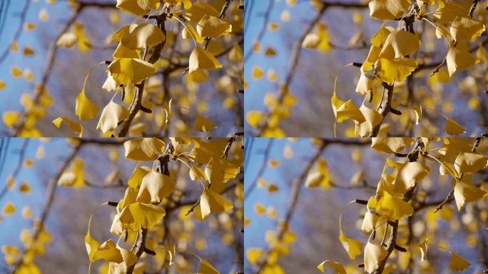 风中的黄色银杏叶枫叶杏树随风飘动