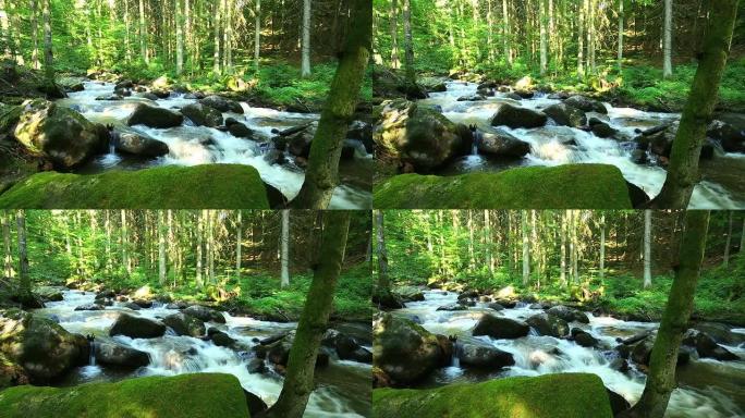 春天森林中的溪流TL PAN