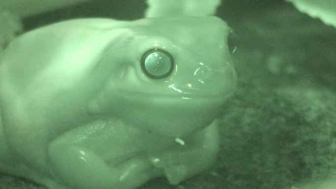 树蛙夜视仪绿色诡异阴森恐怖