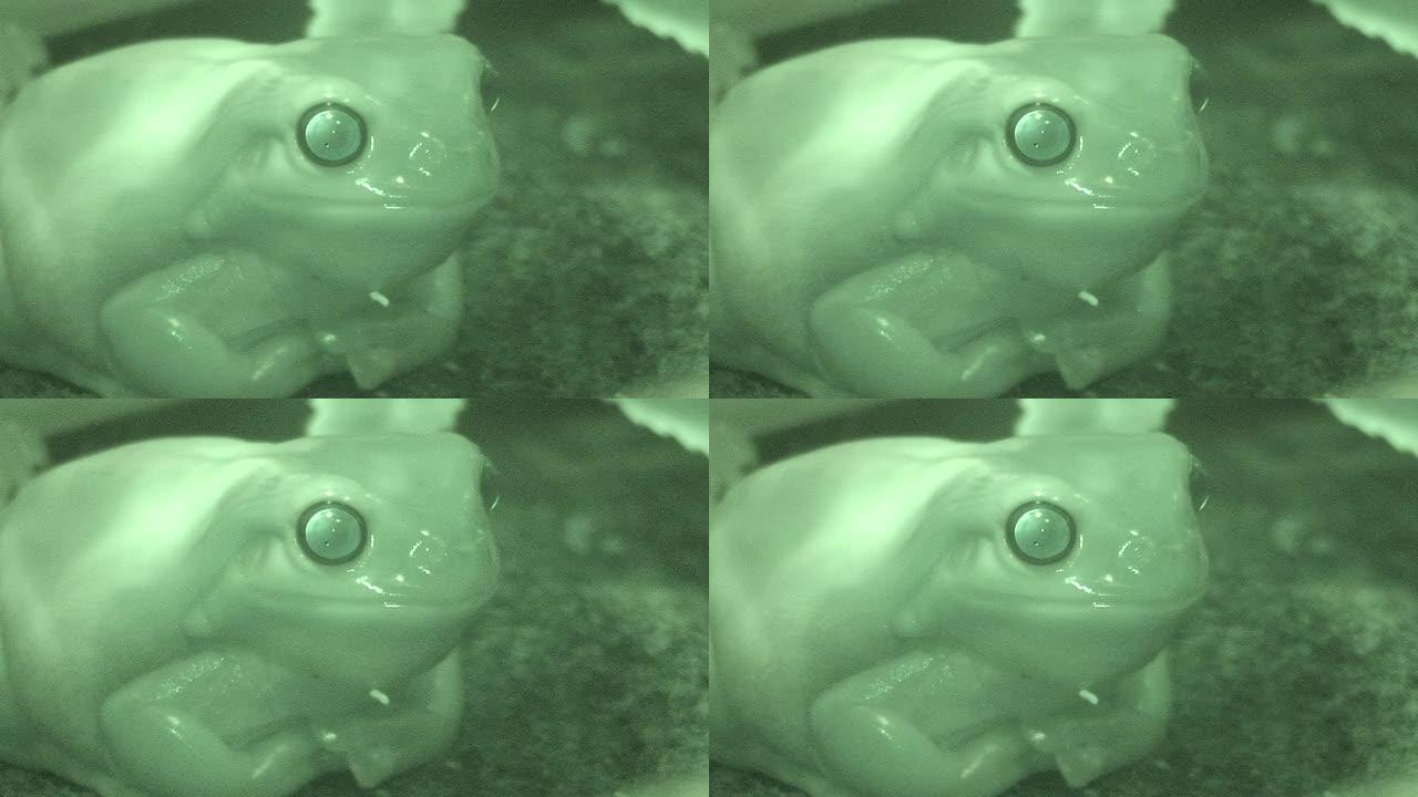 树蛙夜视仪绿色诡异阴森恐怖