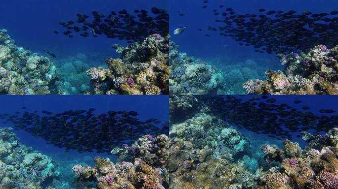 珊瑚礁上的帆鳍塘学校-红海