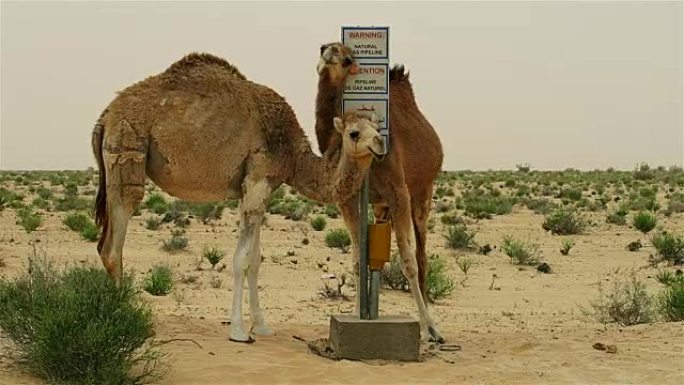 有趣的单峰骆驼在天然气管道上擦洗。
