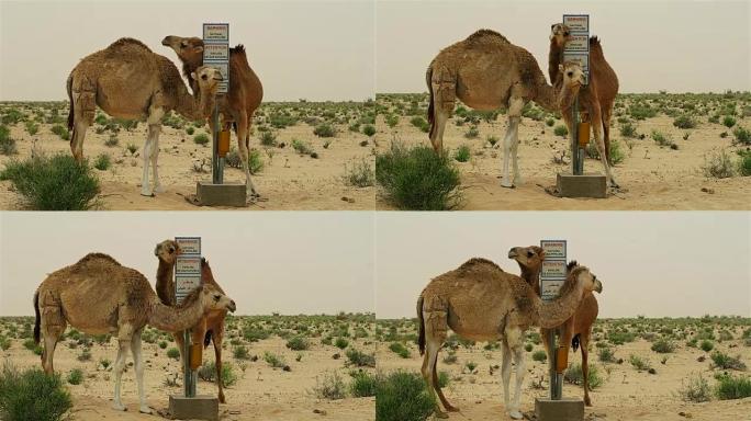有趣的单峰骆驼在天然气管道上擦洗。