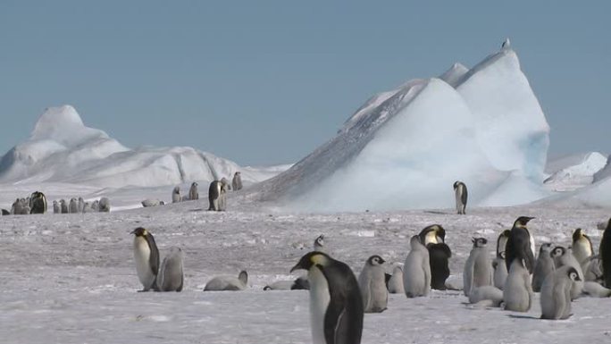 被监视的企鹅群落企鹅南极冰雪冰天雪地