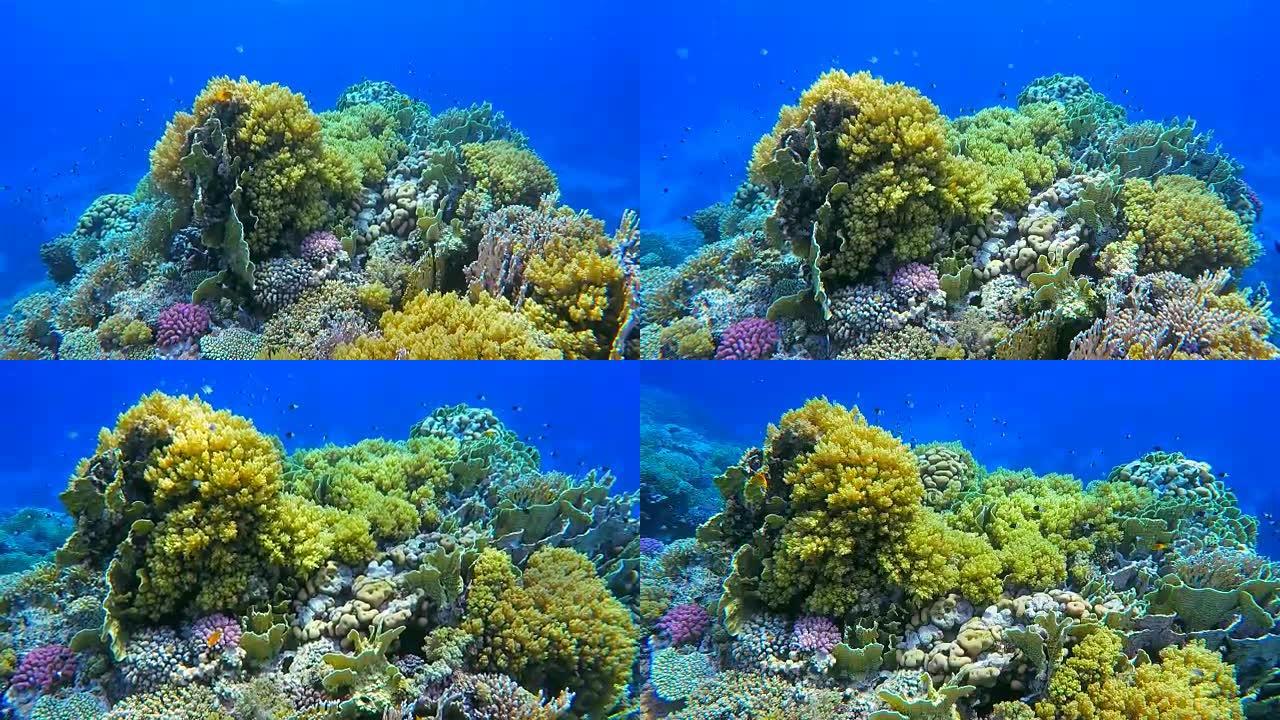 红海珊瑚礁/埃及/马萨阿拉姆