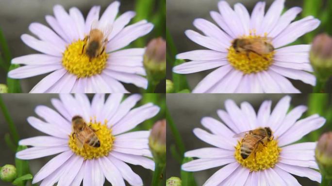 蜜蜂花作品