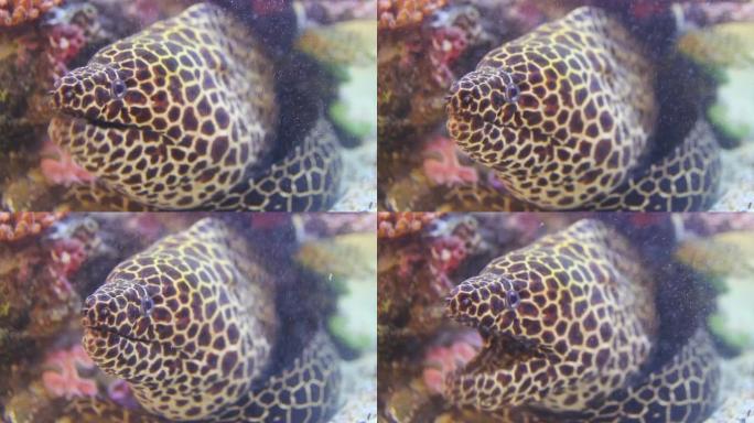 巨型海鳗热带海鳗海洋大海野生动物