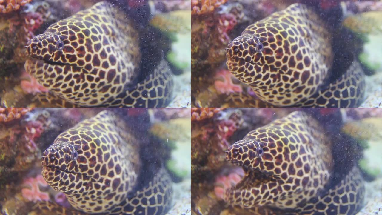 巨型海鳗热带海鳗海洋大海野生动物