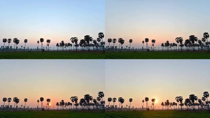 带日出的糖棕榈，延时
