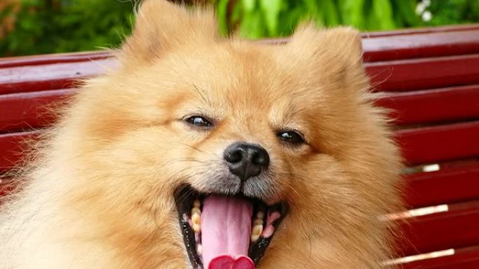 波美拉尼亚犬与快乐的脸