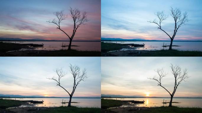 晨曦中湖面上的枯树。