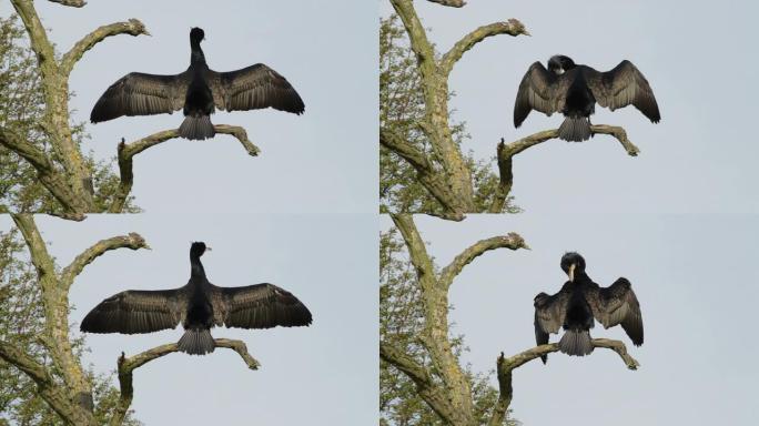 高清视频cormorant Phalacrocorax carbo烘干翅膀和梳理毛发