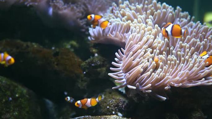 小丑鱼海底世界海洋生物斑纹鱼