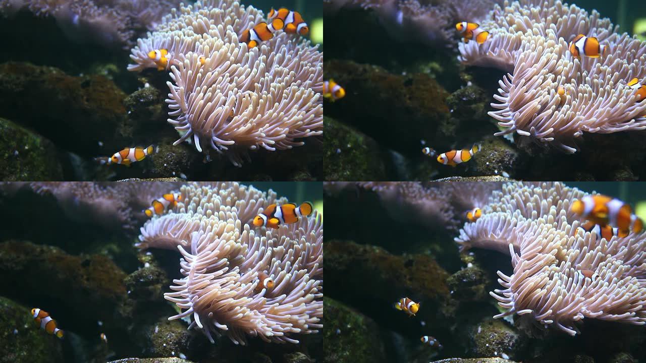 小丑鱼海底世界海洋生物斑纹鱼