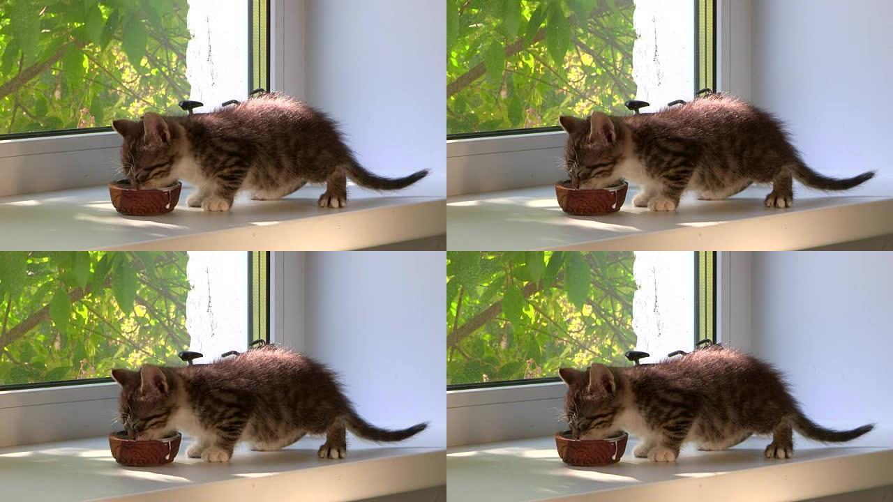 关于宠物的视频小猫宠物吃猫粮