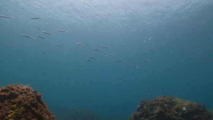 黄尾梭鱼在海面下上学