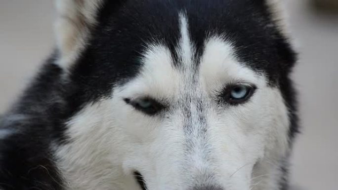 眼睛西伯利亚狗