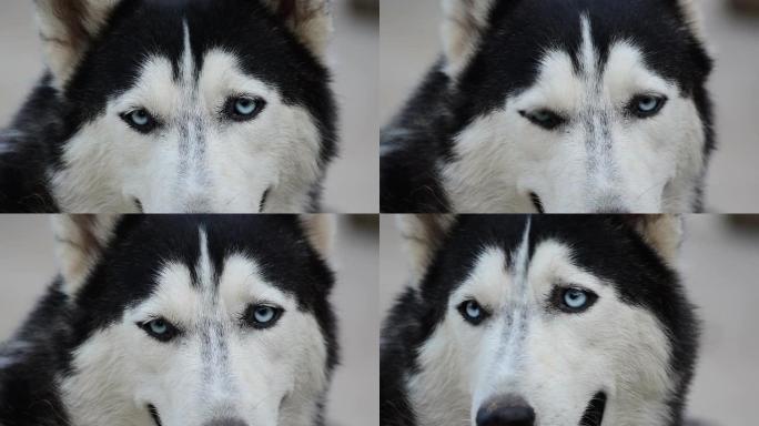 眼睛西伯利亚狗