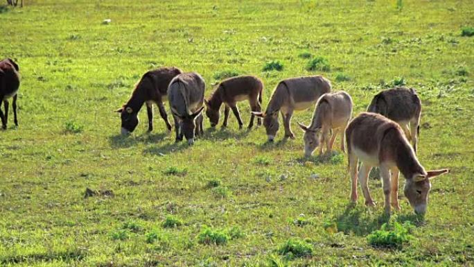 牧场上的牧场上放牧的驴