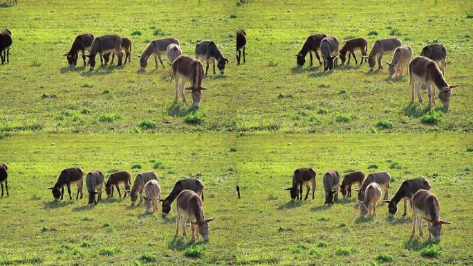 牧场上的牧场上放牧的驴