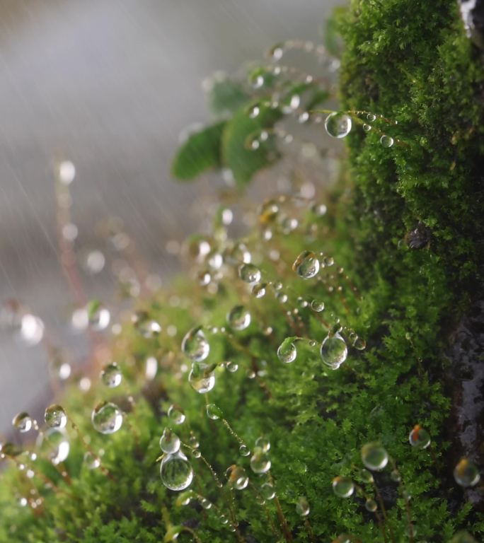 苔藓水珠