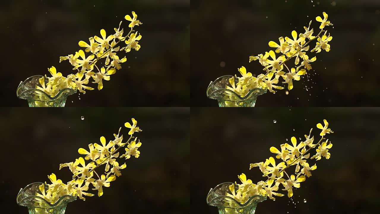 慢慢滴在黄色兰花上