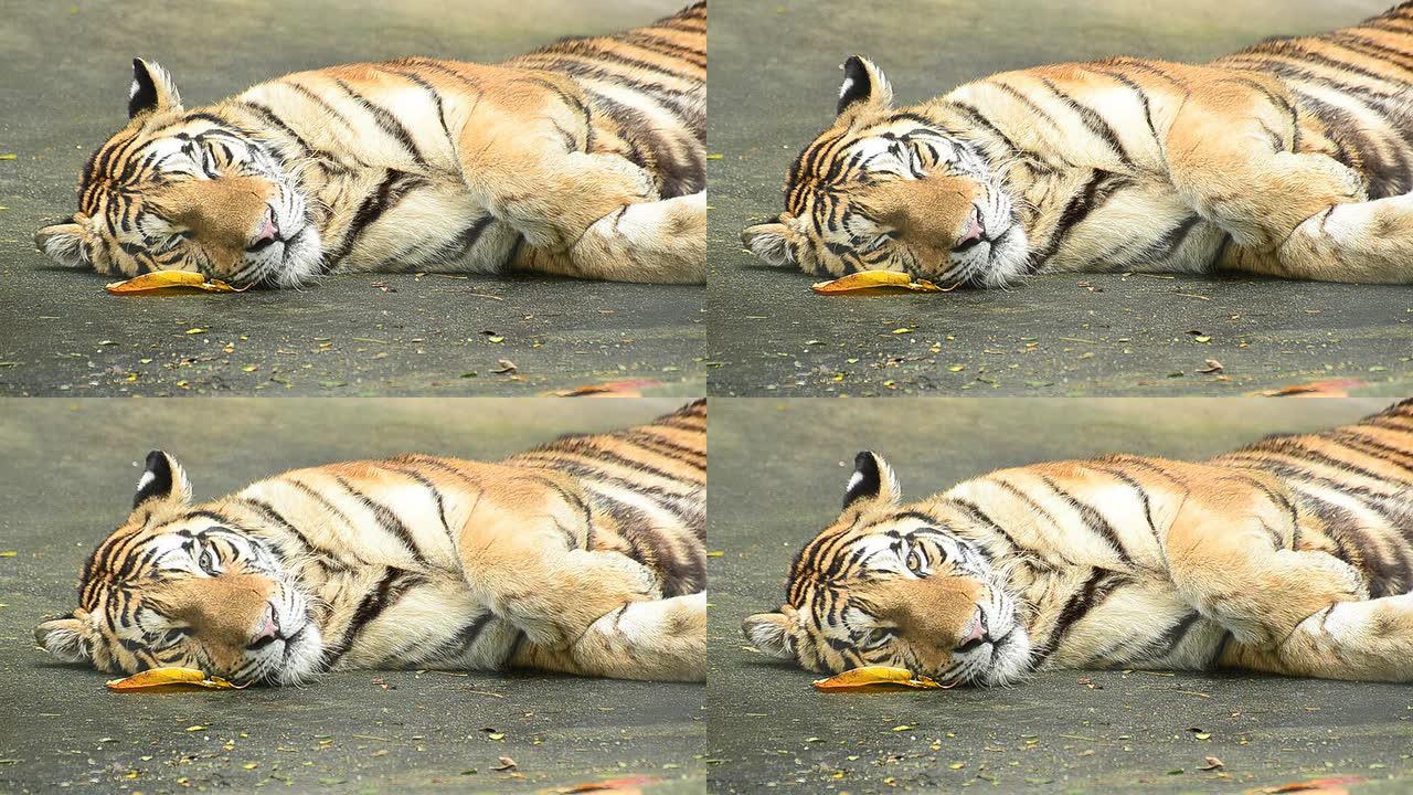 西伯利亚虎躺在地上