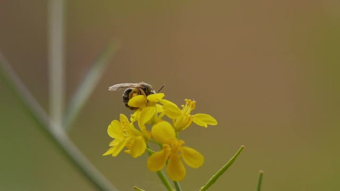 蜜蜂忙着采集花粉微距特写镜头自然生态环境