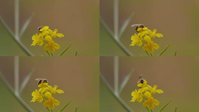 蜜蜂忙着采集花粉微距特写镜头自然生态环境