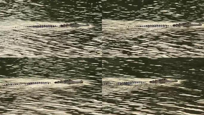 鳄鱼的头部，背部和尾巴在水波纹中可见游动