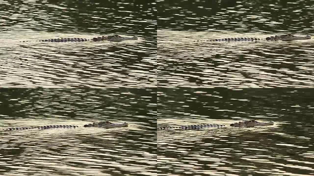 鳄鱼的头部，背部和尾巴在水波纹中可见游动