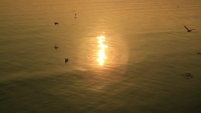阳光反射在海面上，海鸥在飞翔。
