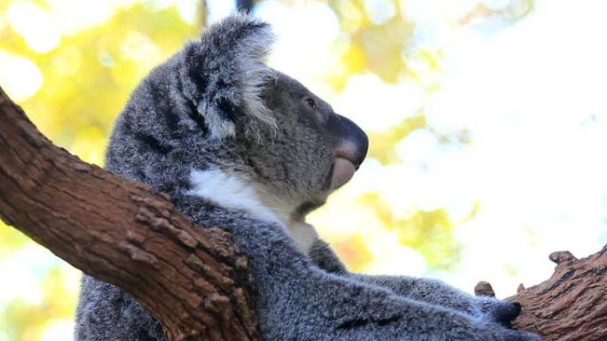 考拉澳洲动物园保护区