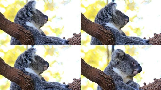 考拉澳洲动物园保护区