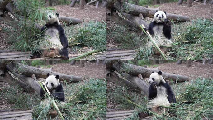 4K大熊猫正面吃竹子