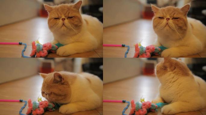 猫在玩玩具