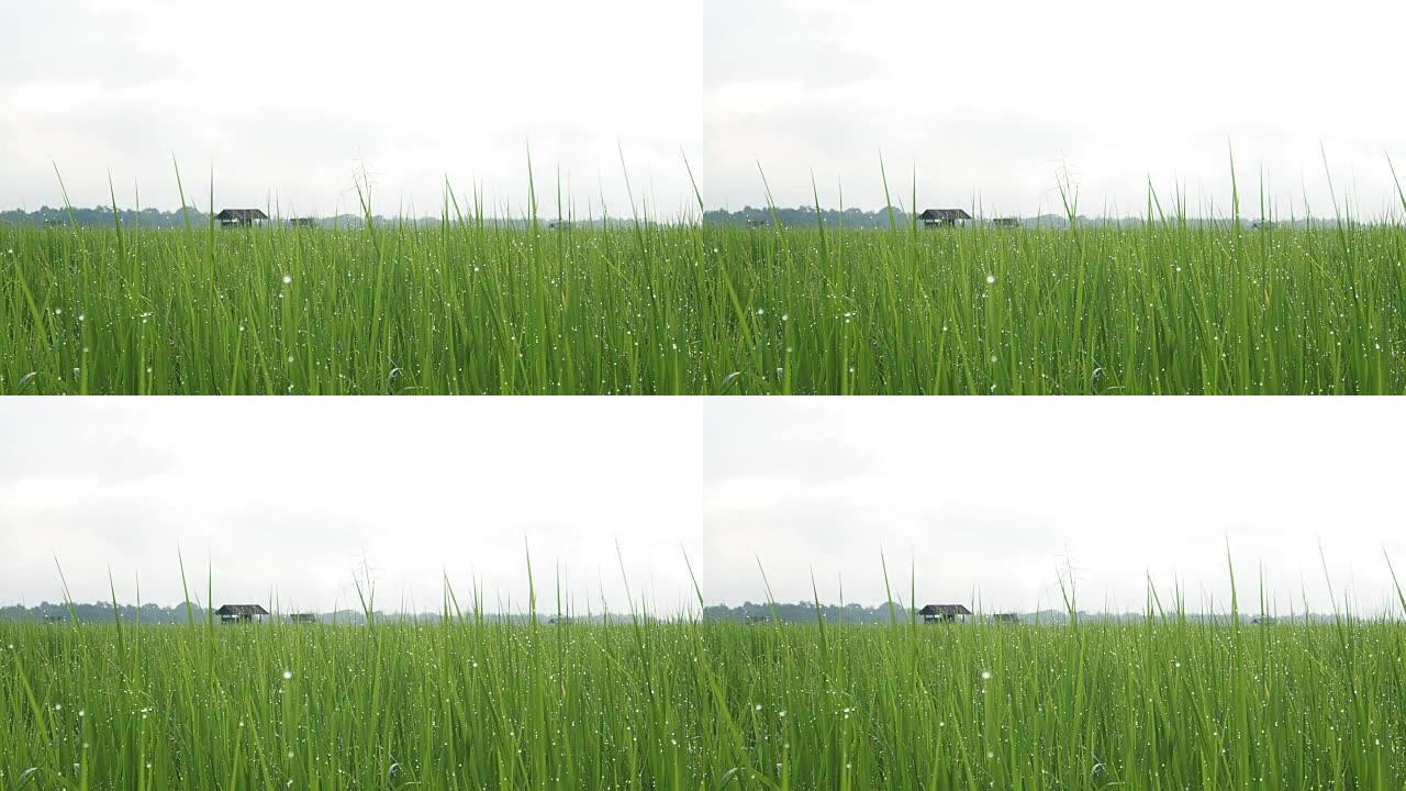 稻秆在风中摇曳的绿色田野